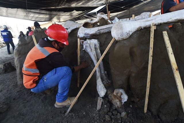 اسکلت‌ ماموت‌های کشف‌شده در مکزیک